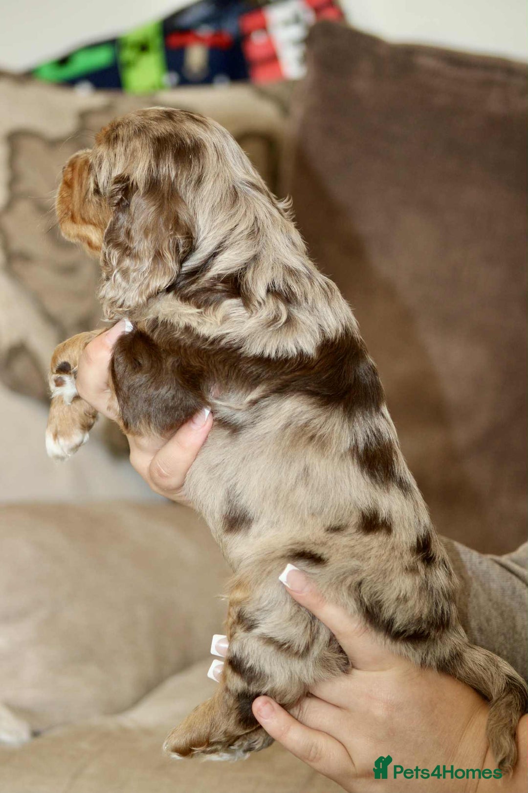 Cockapoo dogs for sale: Adorable Cockerpoo puppies F1B - Image 11