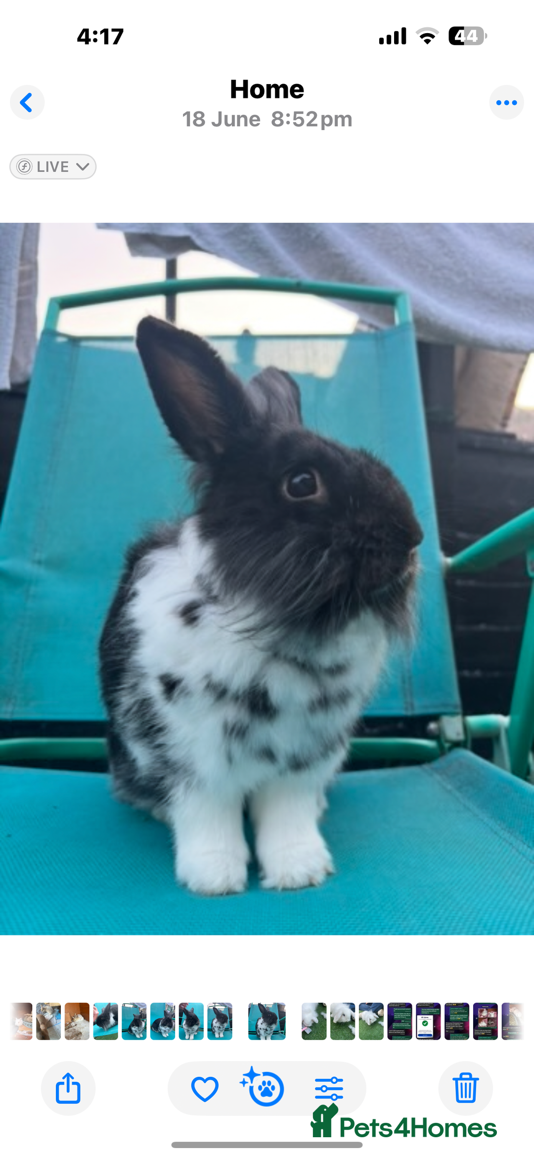 Lionhead rabbits for sale: Lion head bunnies available 🐰 - Advert 28