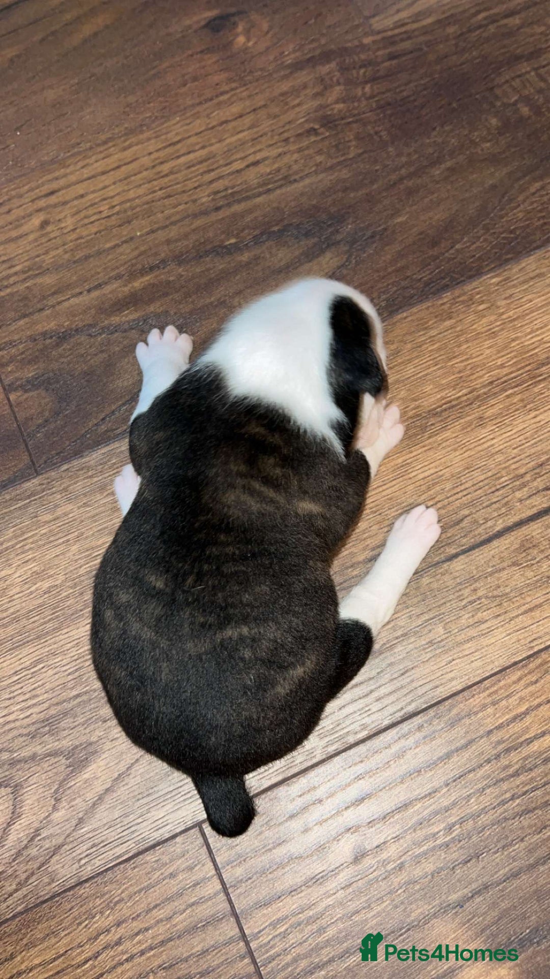 Alapaha Blue Blood Bulldog dogs for sale: IABBR registered Alapaha Blue Blood Bulldogs - Image 15