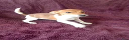 Jack Russell dogs for sale: Jack Russell  in Leicester - Advert 3