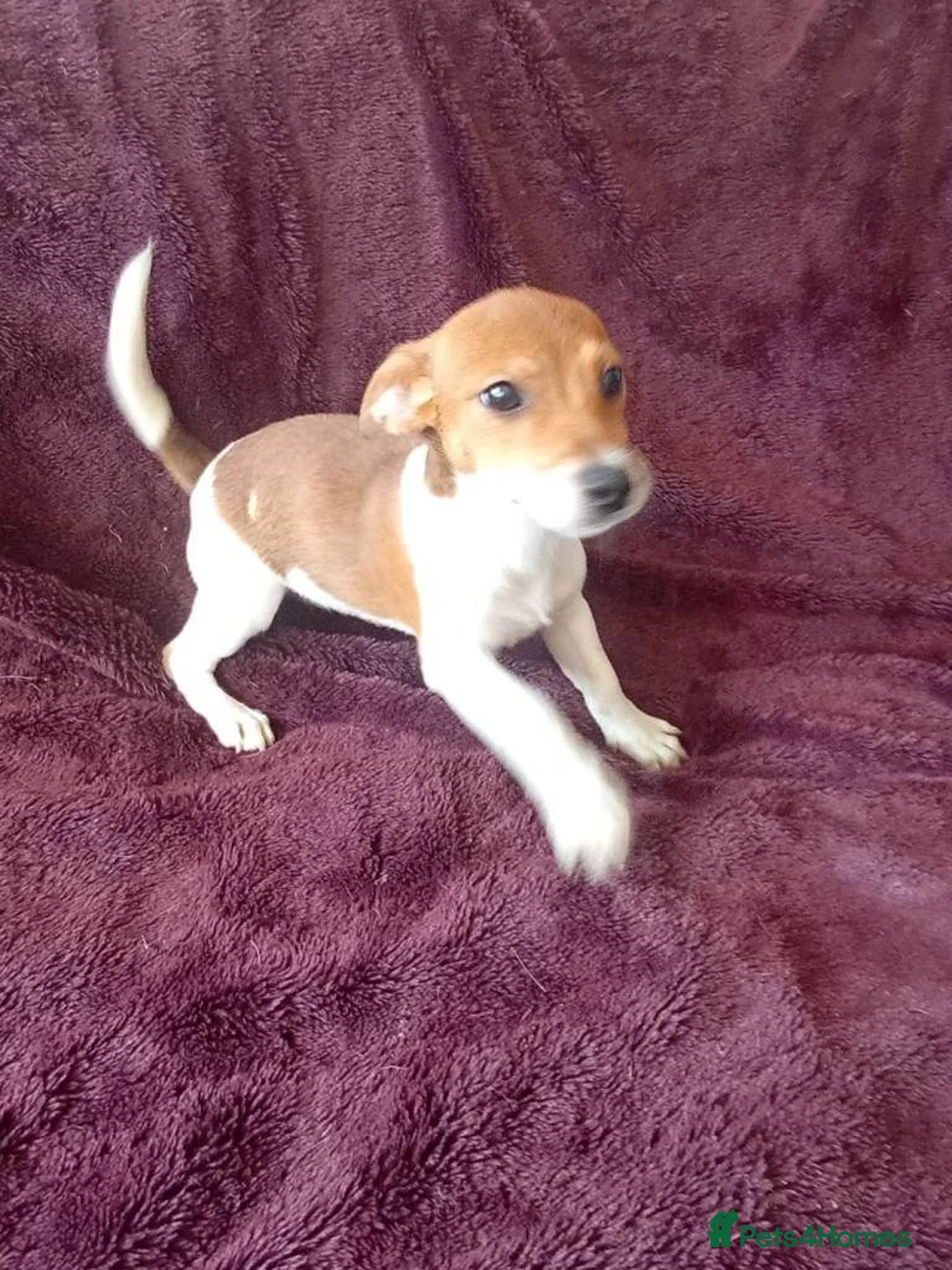 Jack Russell dogs for sale: Jack Russell  in Leicester - Advert 3