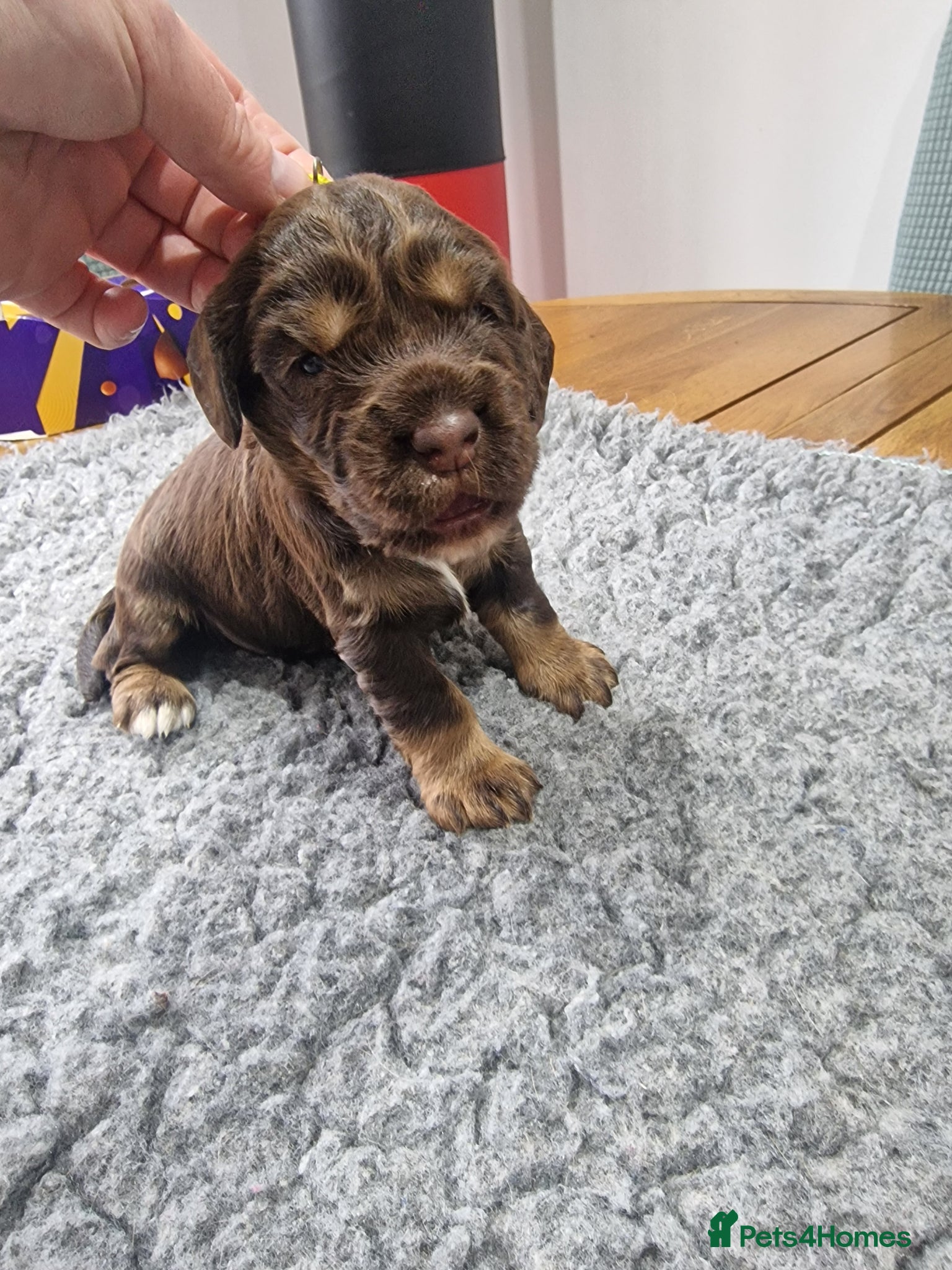 Cocker Spaniel dogs Stunning working cocker spaniels  - Advert 1