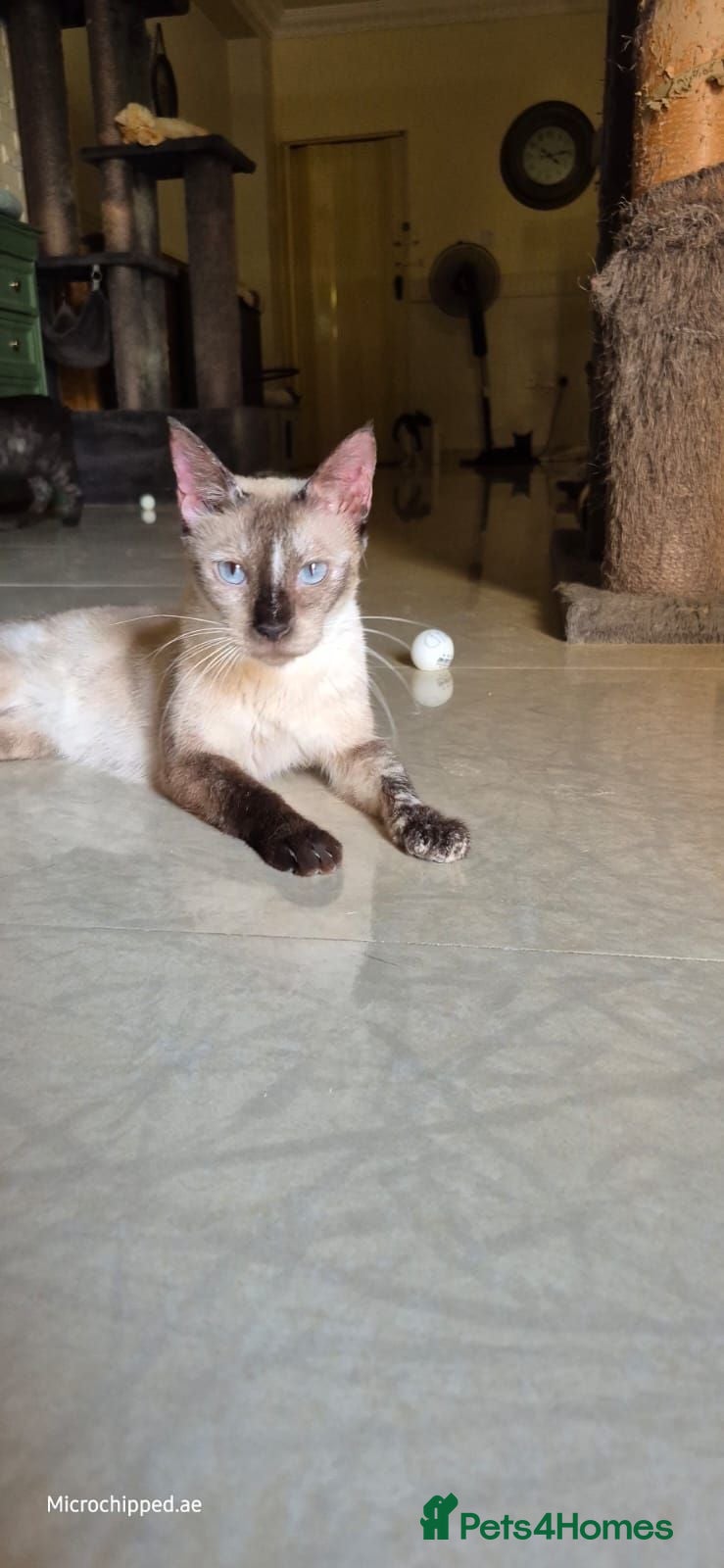 Siamese cats Tomasina - Advert 5