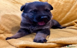 German Shepherd dogs for sale: 4* Licensed. KC Registered. Health Tested Parents - Image 11
