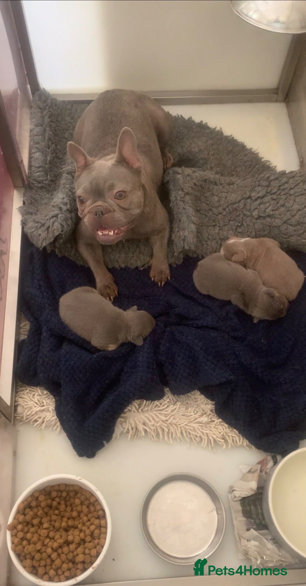 French Bulldog dogs French bulldog beauties  - Advert 1