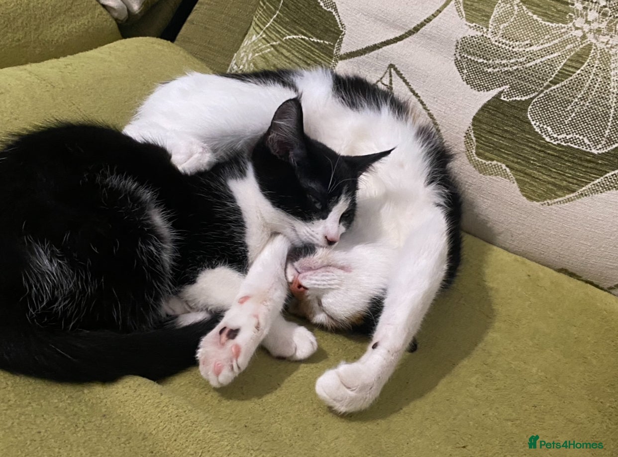 Mixed Breed cats Calico & Mixed Breed - Advert 5