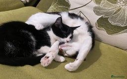 Mixed Breed cats for sale: Calico & Mixed Breed - Image 1