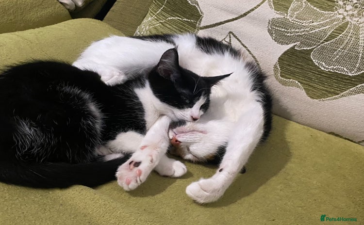 Mixed Breed cats - Advert 1