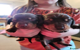 Miniature Dachshund dogs for sale: Miniature dachsund  - Image 6