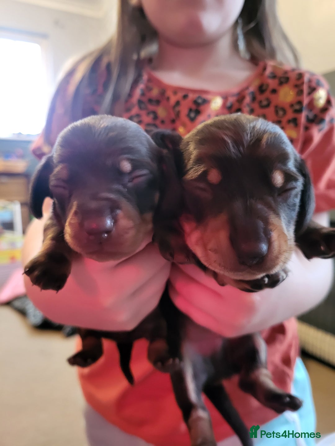 Miniature Dachshund dogs for sale: Miniature dachsund  - Image 6