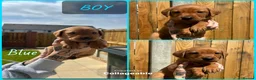 Labrador Retriever dogs for sale: *Videos* 7 KC-Registered Fox Red Labrador Pups🐶 - Advert 6