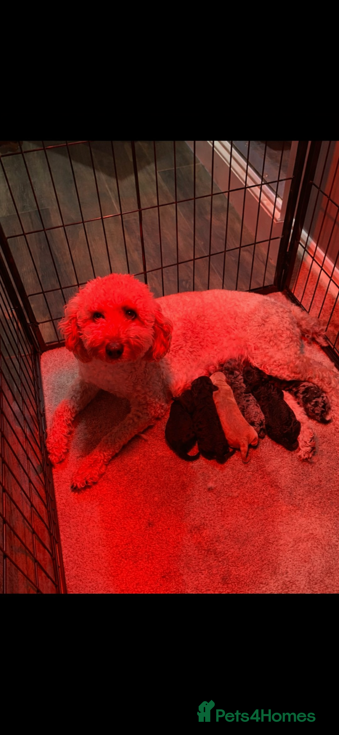 Mini Goldendoodle dogs for sale: Miniature Goldendoodle Puppies - Merle available  - Advert 9