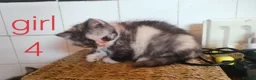 Exotic cats for sale: Beautiful Exotic shorthair kittens  - Advert 20