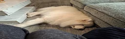 Samoyed dogs for sale: 19 months old samoyed  - Advert 3