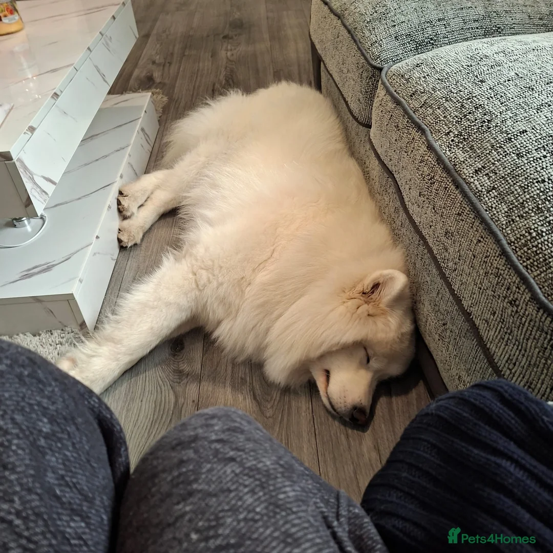Samoyed dogs for sale: 19 months old samoyed  - Advert 3
