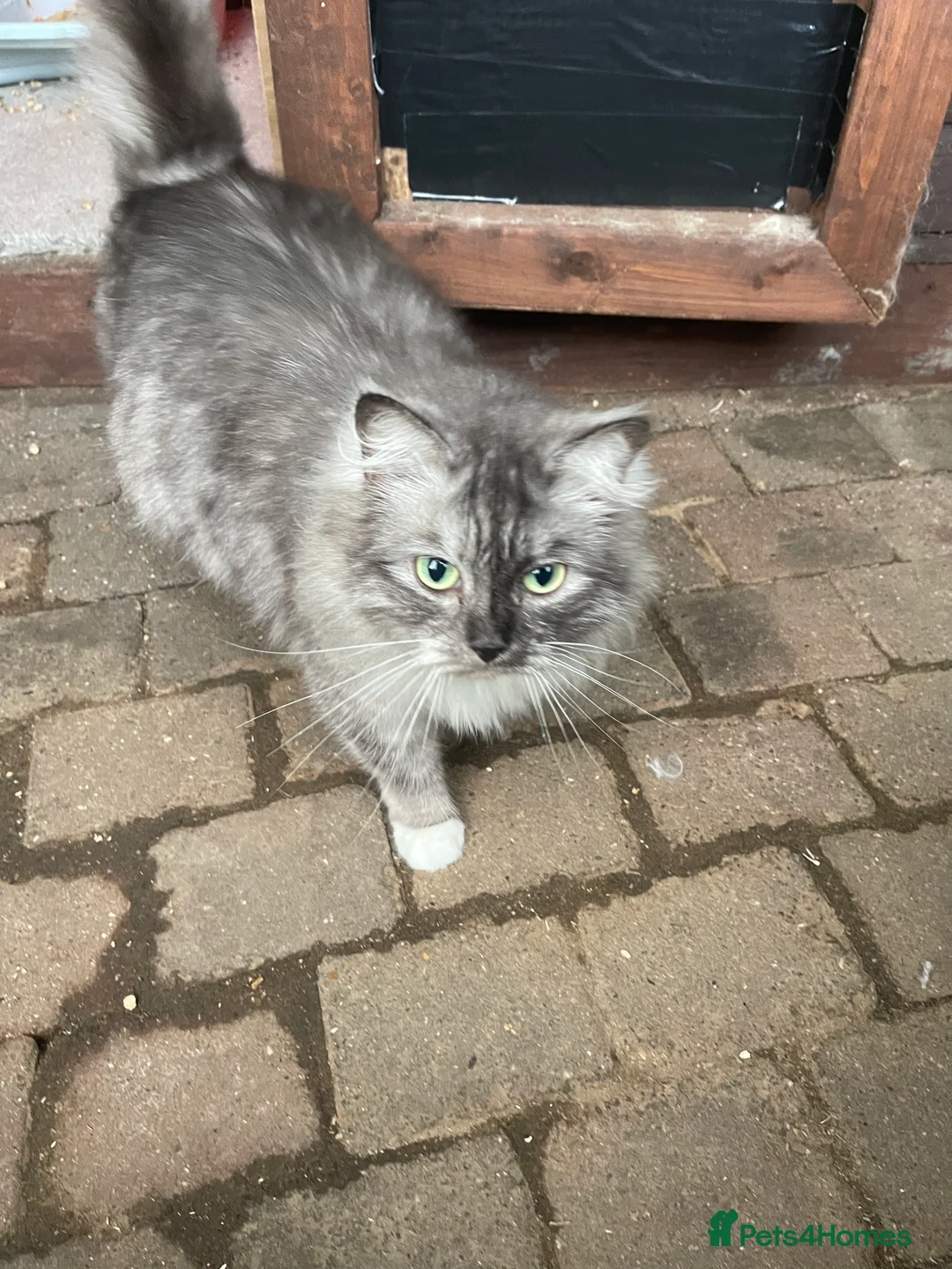 Ragdoll cats for sale: 3/4 ragdoll kittens - Advert 2