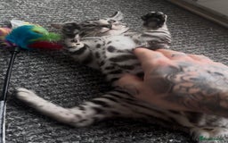 Bengal cats for sale: Breed quality silver bengal kittens 🐆💎🤍🩶🖤 - Image 6