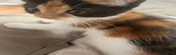 Mixed Breed cats for sale: Calico kitten  - Advert 4