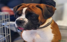 Boxer dogs for sale: ⭐️ HEALTH CHECKED KC REG ⭐️ - Image 5