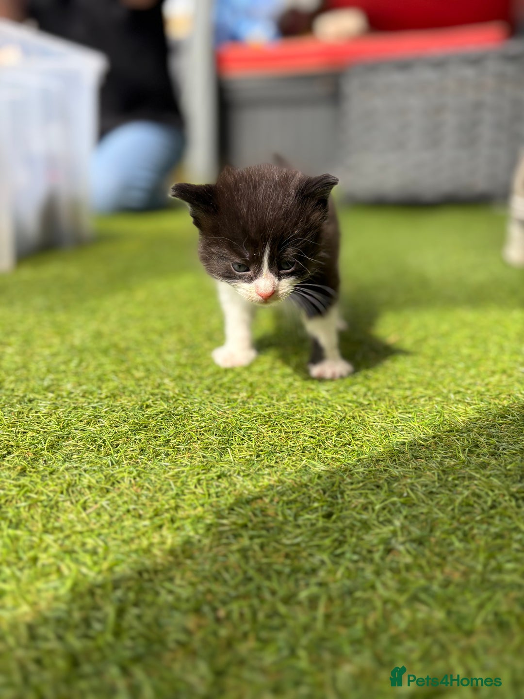 Domestic Shorthair cats for sale: 🐾 Playful, Affectionate Kittens - Image 9