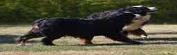 Bernese Mountain Dog dogs for sale: KC REGISTERED BERNEESE PUPPIES  - Advert 34