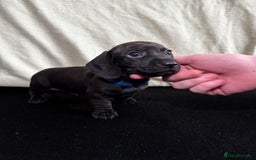 Dachshund dogs for sale: Miniature Dachshund Puppies  - Image 11