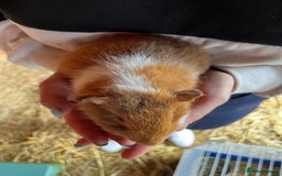 Guinea Pig rodents for sale: Gorgeous Rex baby boy guinea pigs  - Image 9