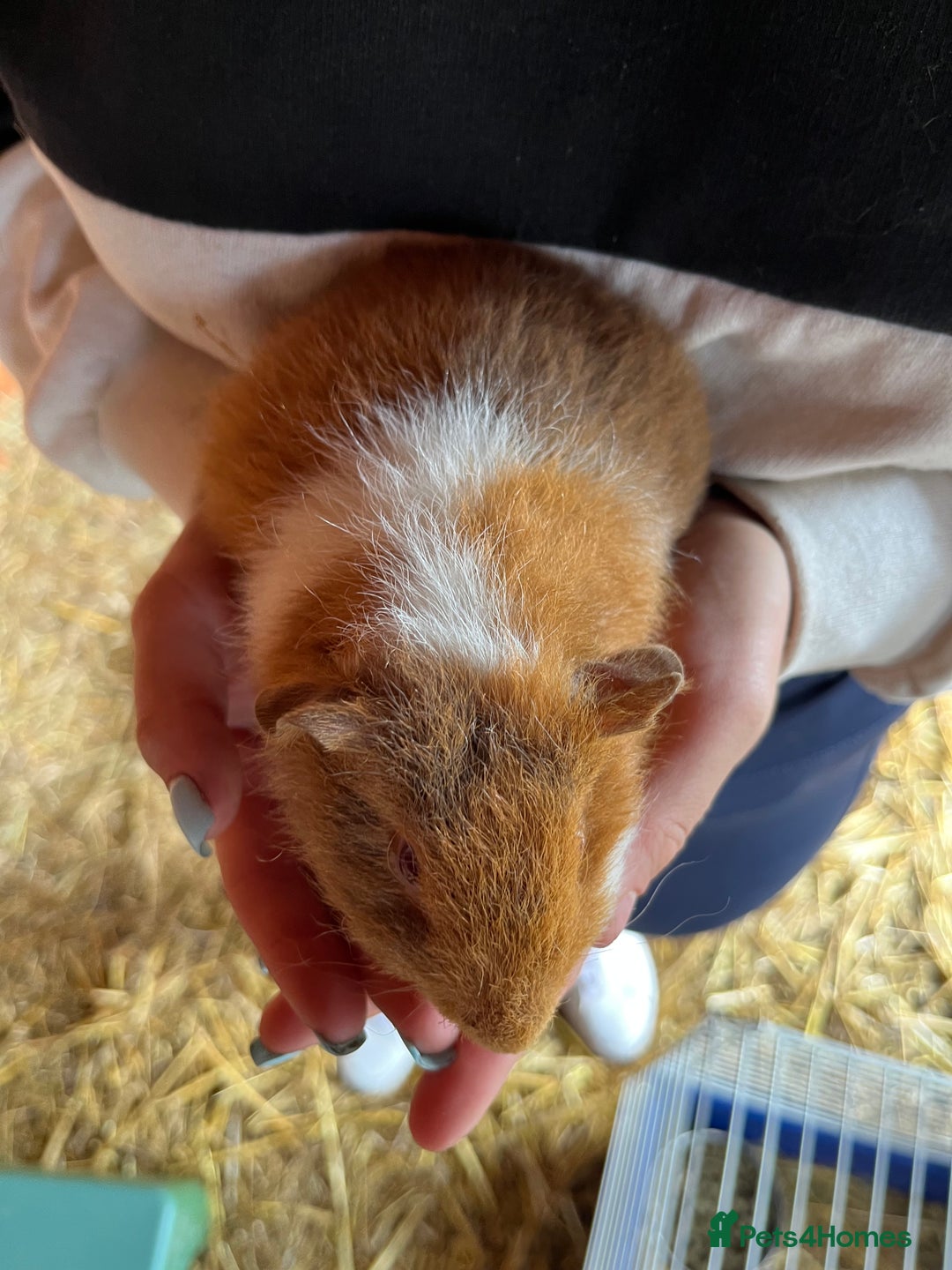 Guinea Pig rodents for sale: Gorgeous Rex baby boy guinea pigs  - Image 9