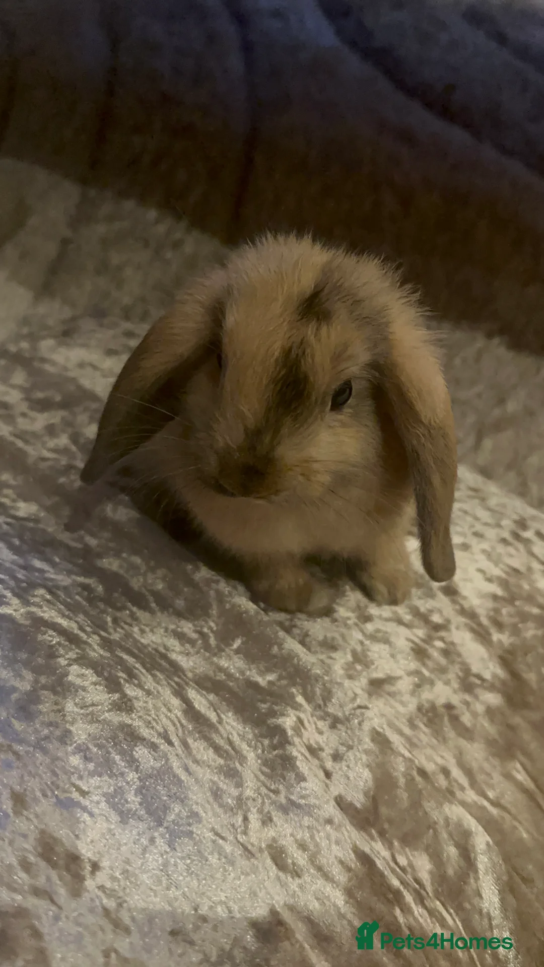 Mini Lop rabbits for sale: Male Mini Lop For Sale - Advert 2
