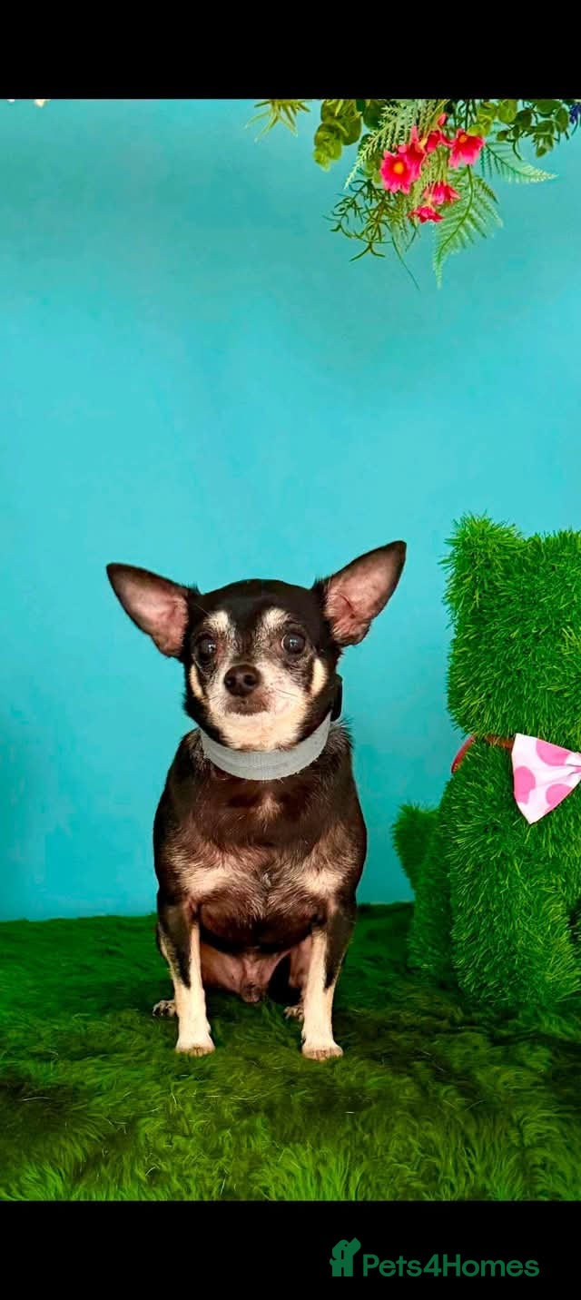 Chihuahua dogs Teddy & Bo - BONDED PAIR  - Advert 1