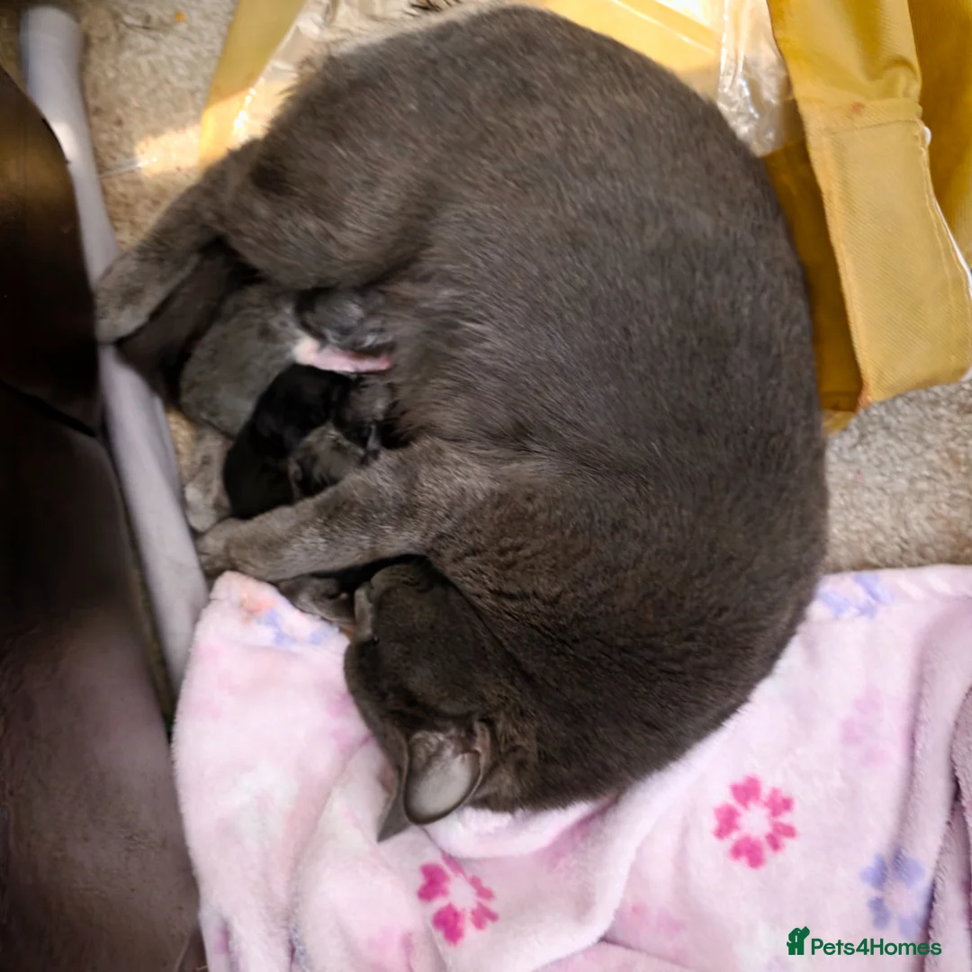 Russian Blue cats for sale: Mixed Russian blues - Advert 2