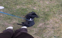 Cocker Spaniel dogs for sale: Female Working Cocker Spaniel for sale  - Image 9