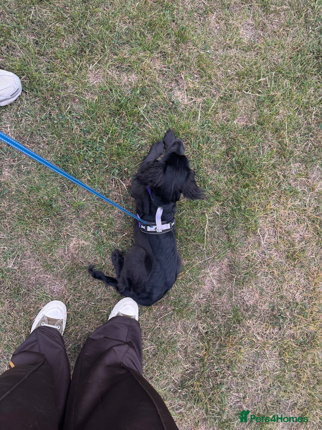 Cocker Spaniel dogs for sale: Female Working Cocker Spaniel for sale  - Image 9