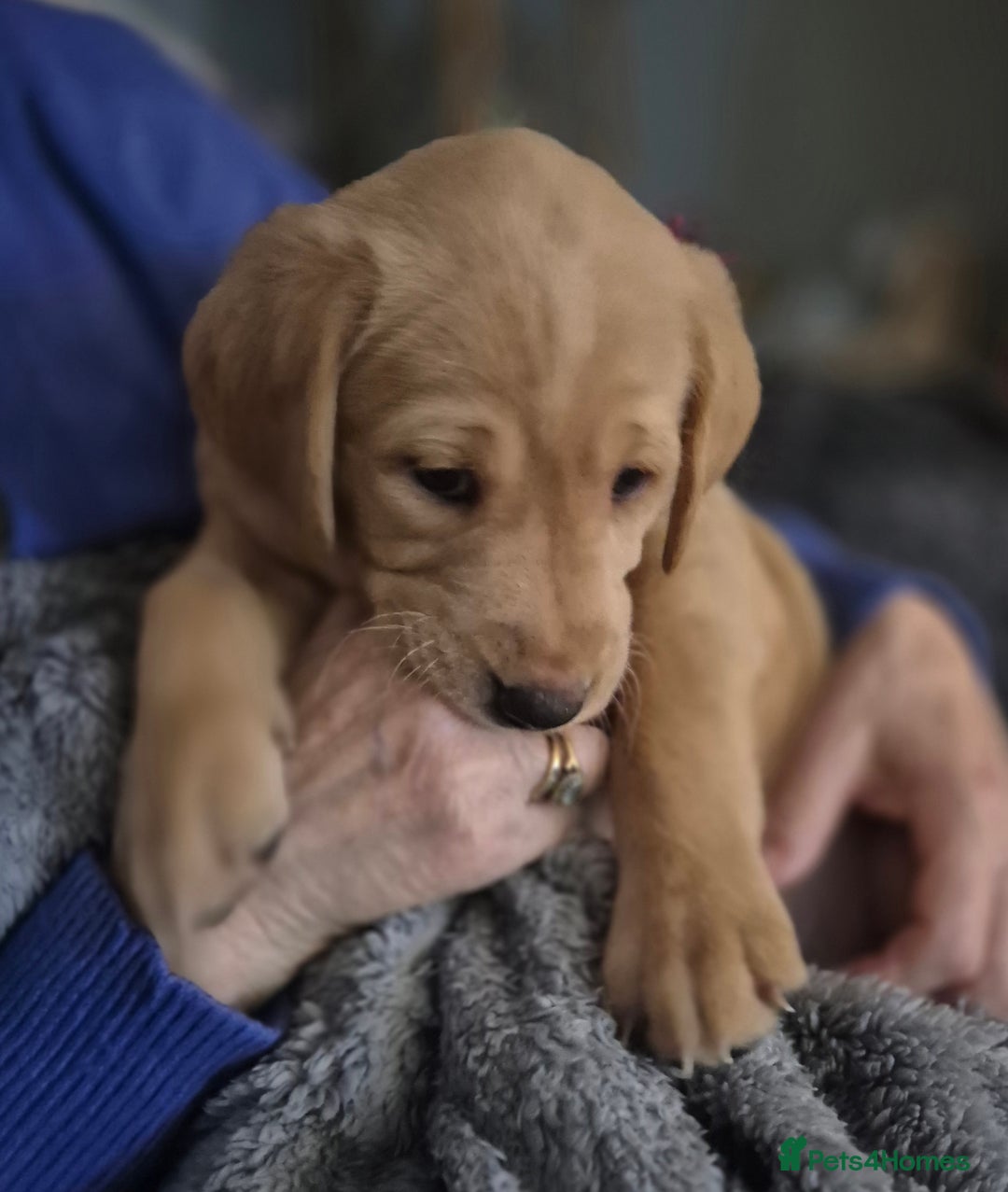 Labrador Retriever dogs for sale: Kc registered fox red puppies champion bloodlines  - Advert 1