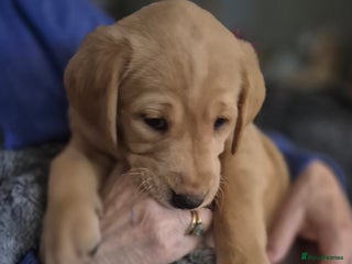 Labrador Retriever dogs Kc registered fox red puppies champion bloodlines - Advert 16