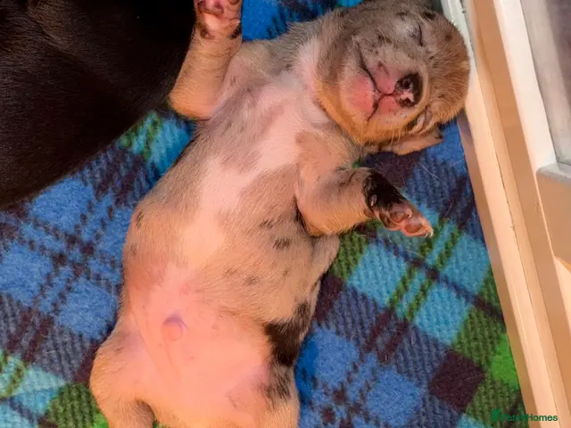 Jack Russell dogs for sale: Amazing rare coloured rainbow Jack Russels - Advert 2