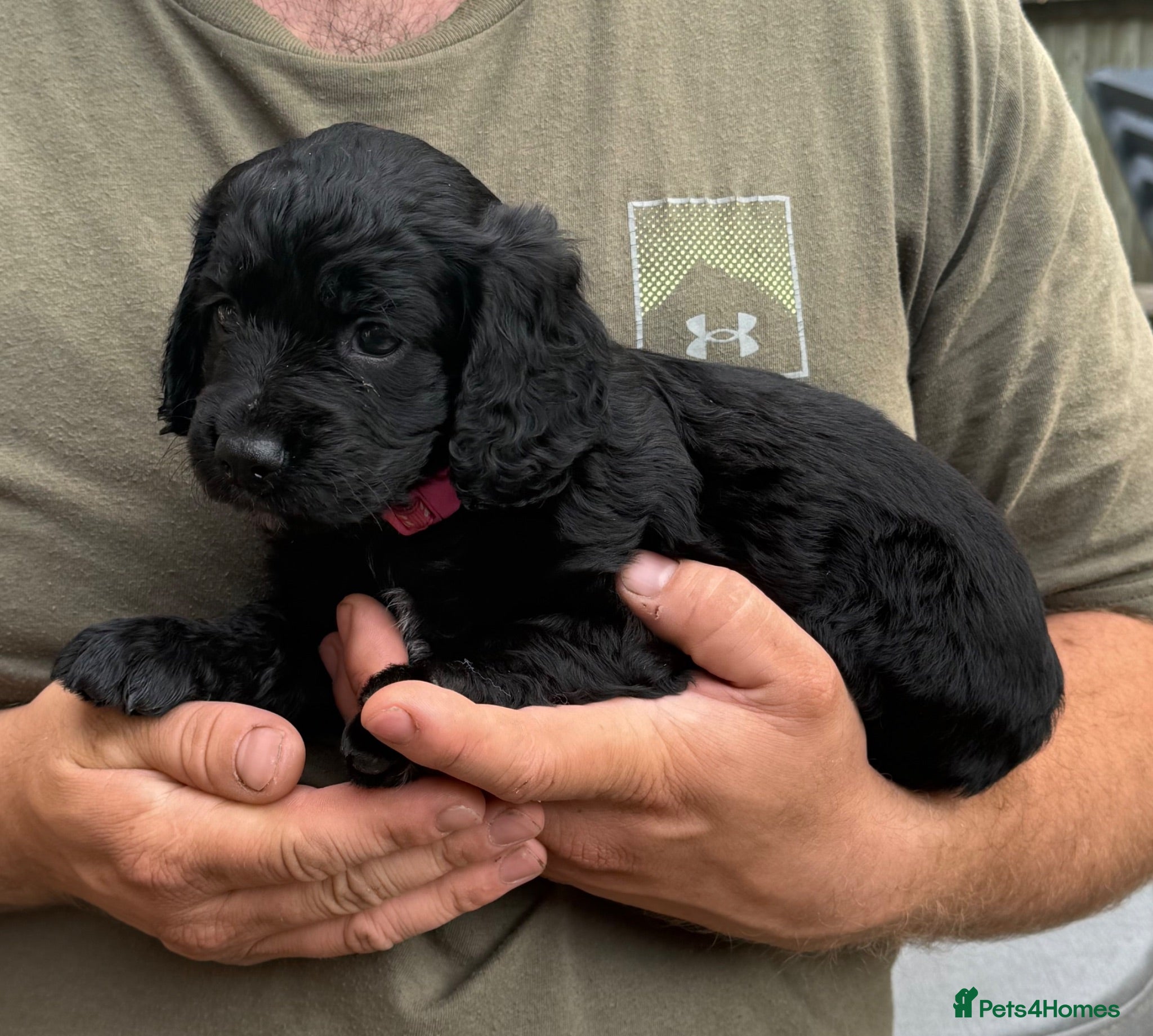 Cocker Spaniel dogs Working Cocker Spaniel puppies for sale  - Advert 2