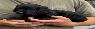 Pink Collar - Cocker Spaniel 5