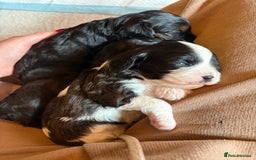 Cavapoo dogs for sale: Cavapoo (Cavalier Backcross) Puppies - Image 17