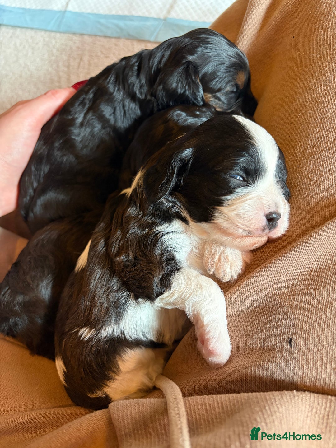 Cavapoo dogs for sale: Cavapoo (Cavalier Backcross) Puppies - Image 17