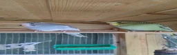 Budgerigars birds for sale: Baby budgies, easily tamed  - Advert 1
