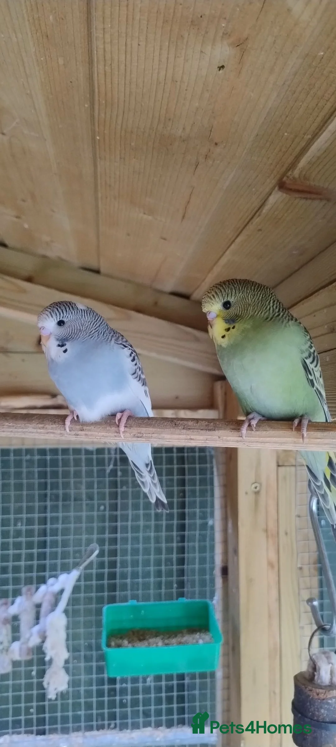 Budgerigars birds for sale: Baby budgies, easily tamed  - Advert 1