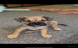 American Bull Staffy dogs for sale: American Bull Staffs - Image 3