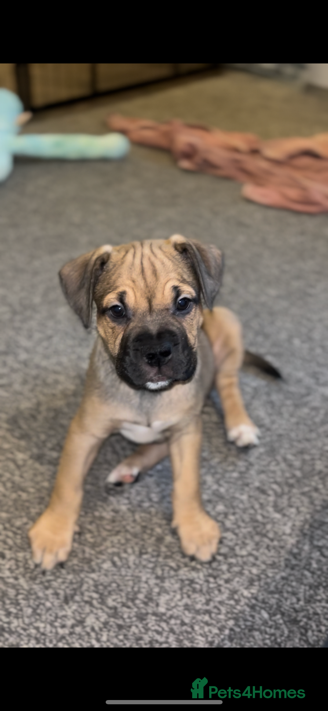 American Bull Staffy dogs for sale: American Bull Staffs - Image 3