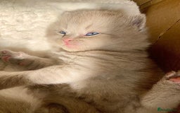 British Shorthair cats for sale: British Short Hair/ British Longhair 🐾 in Manchester - Image 13