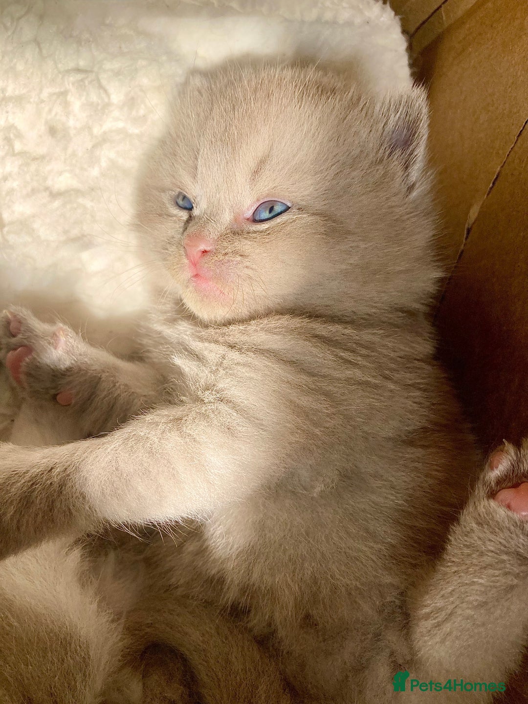 British Shorthair cats for sale: British Short Hair/ British Longhair 🐾 in Manchester - Image 13