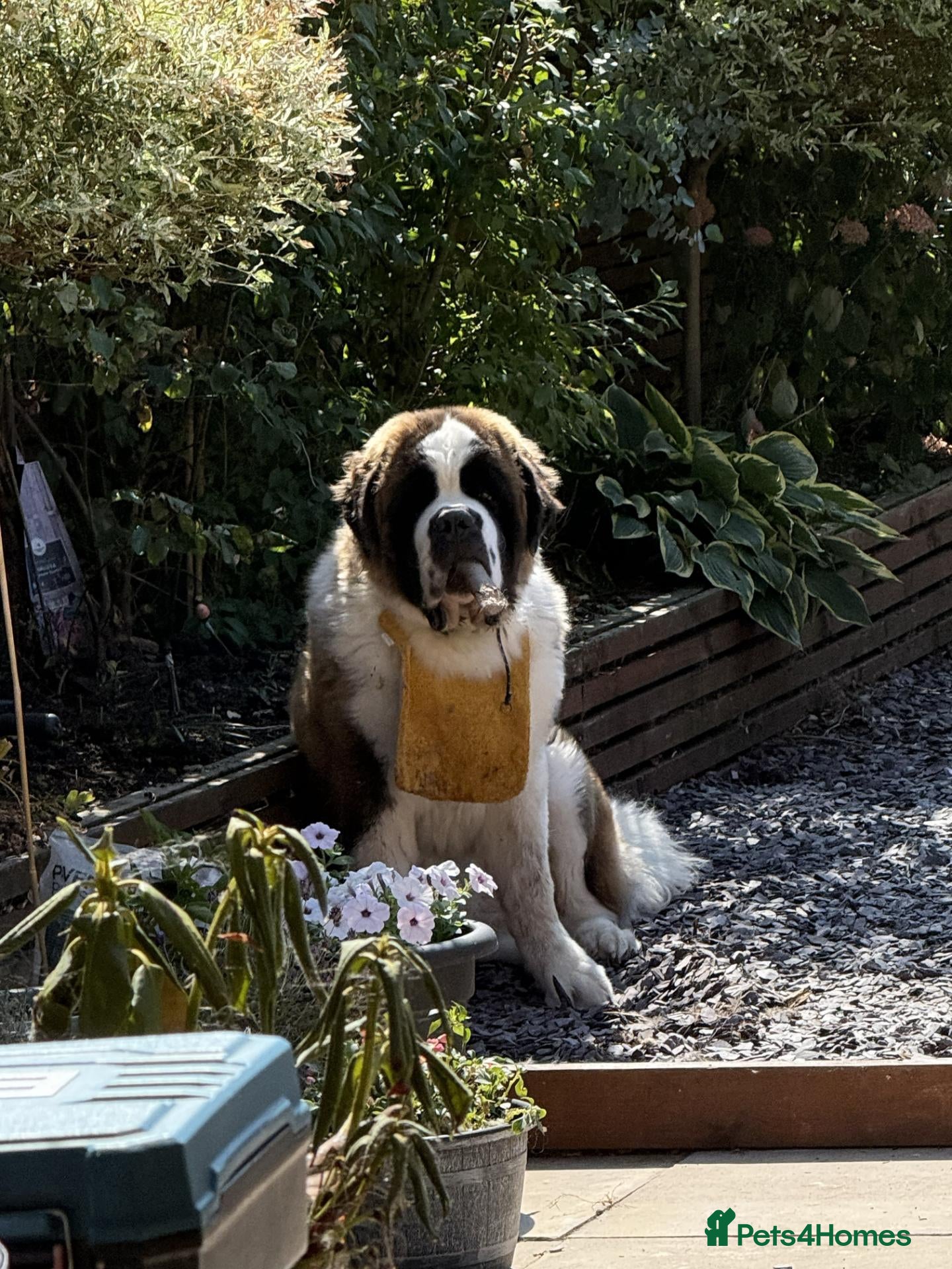 Saint Bernard dogs WALT – ONE-YEAR-OLD SAINT BERNARD  - Advert 10