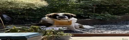 Saint Bernard dogs for sale: WALT – ONE-YEAR-OLD SAINT BERNARD  in Hull - Advert 1