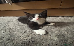 Maine Coon cats for sale: Maine coon kittens for sale  - Image 2