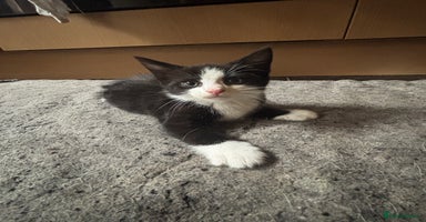 Maine Coon cats - Advert 9